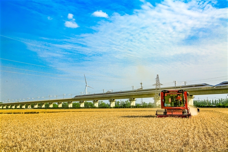 麦浪滚滚迎收获。肖海清 摄