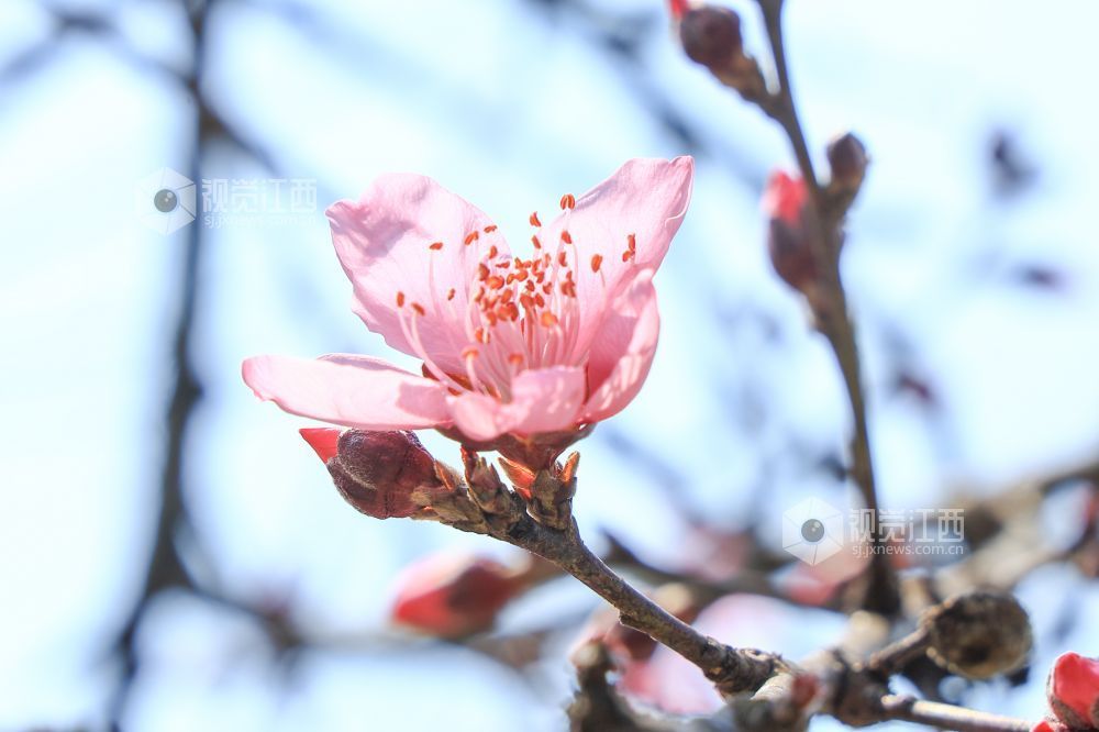 2026年3月15日,拍摄于江西省吉安市吉州区公园一角。阳光正好,桃花初绽,蜜蜂穿梭枝头,正在采撷春日第一缕甜香。