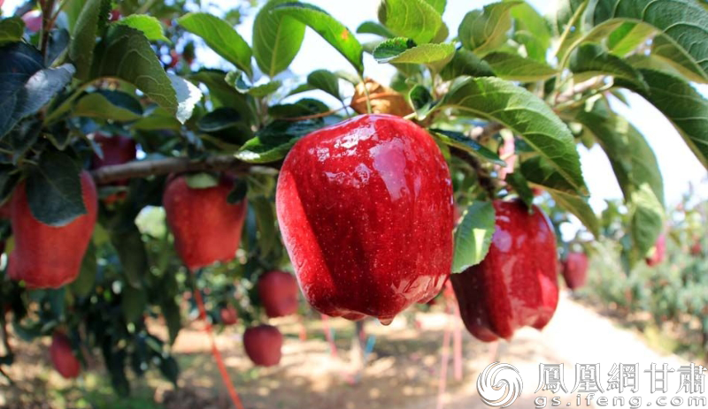 天水花牛苹果肉质细，汁液多，风味独特，香气浓郁，口感好。图源自天水市人民政府官网