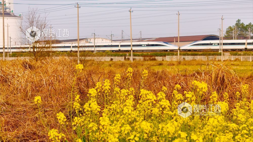 3月16日,在江西省吉安市泰和县境内,京九铁路旁百亩油菜花海金浪翻涌。