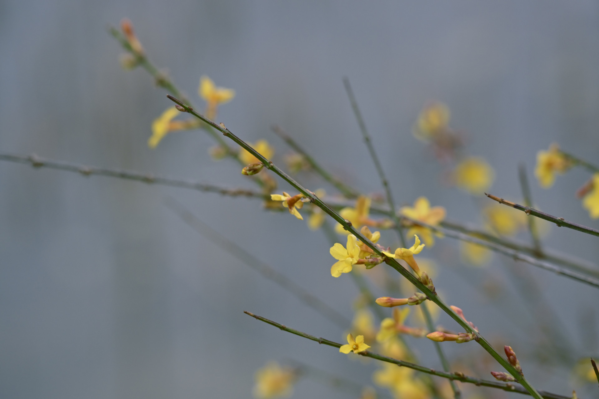 春天的脚步已经启程 这份青岛2026花海预报请收藏