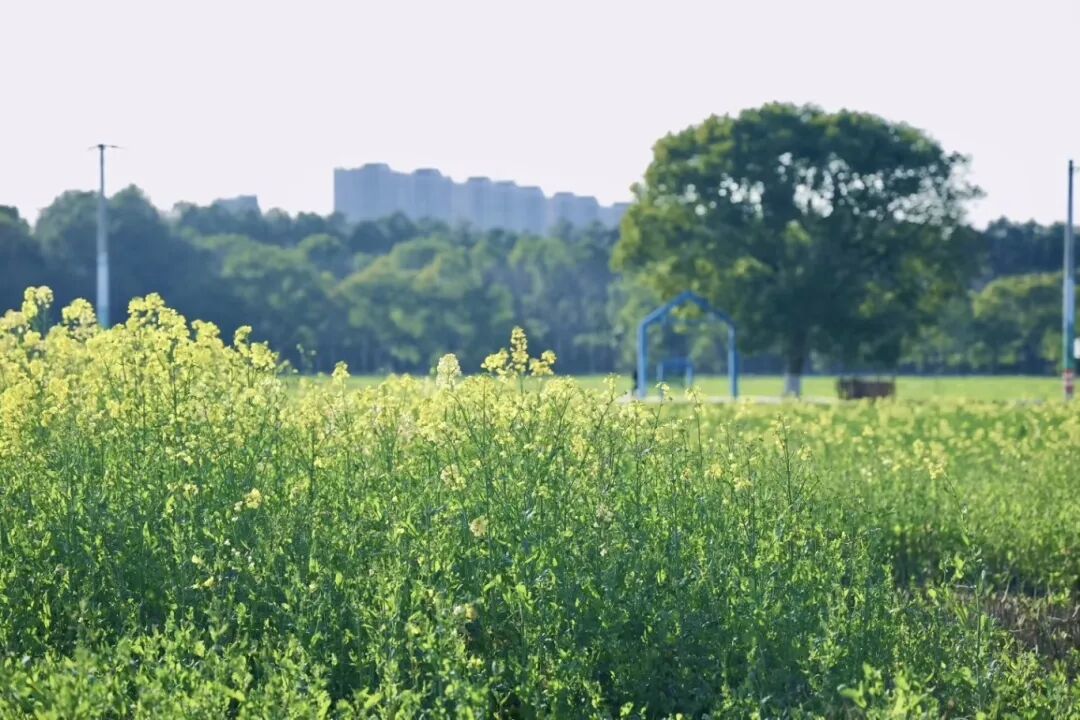來鎮海，解鎖油菜花的N種“打開方式”～