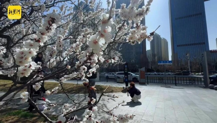 济南经十路最美杏花绽放 绘就城市春色