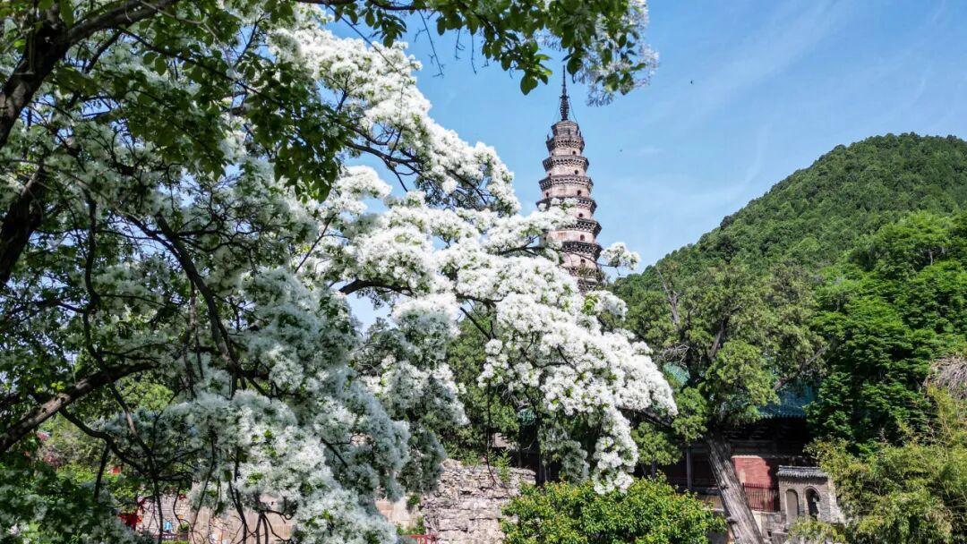 摄影:陈刚 2025年4月于灵岩寺