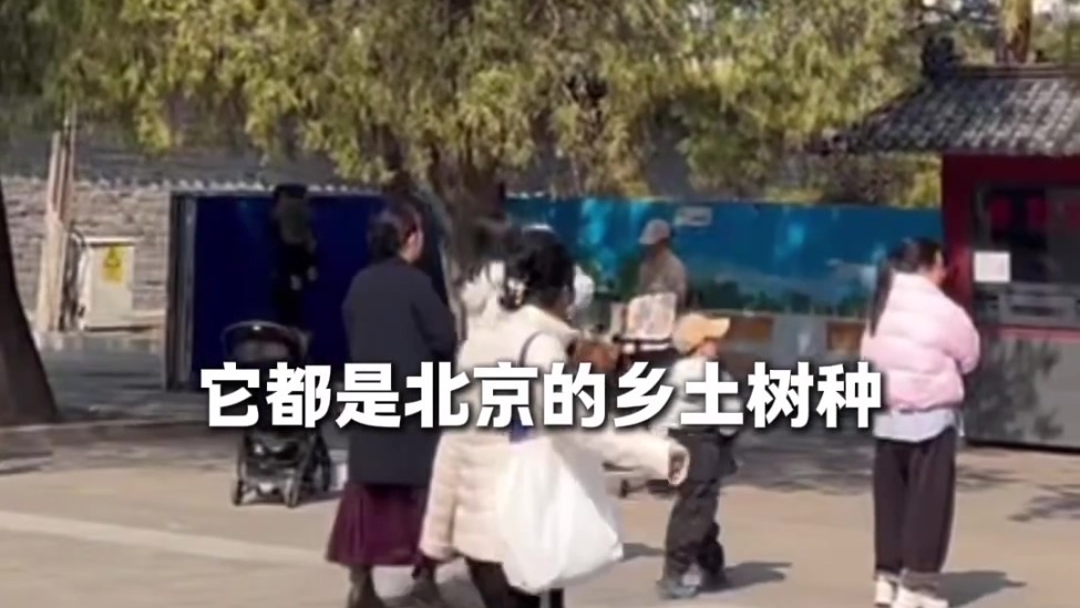 【第一现场】“白毛毛”又要来了！为什么不换树？这次给你讲明白！