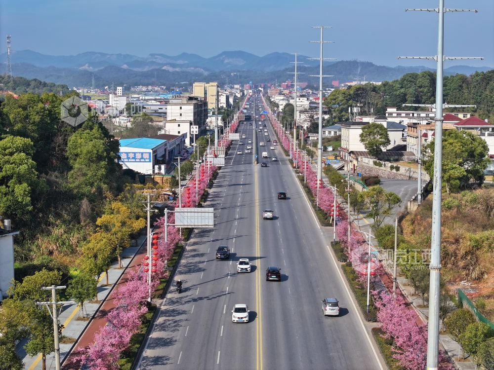 江西芦溪：樱花烂漫春光好（图）