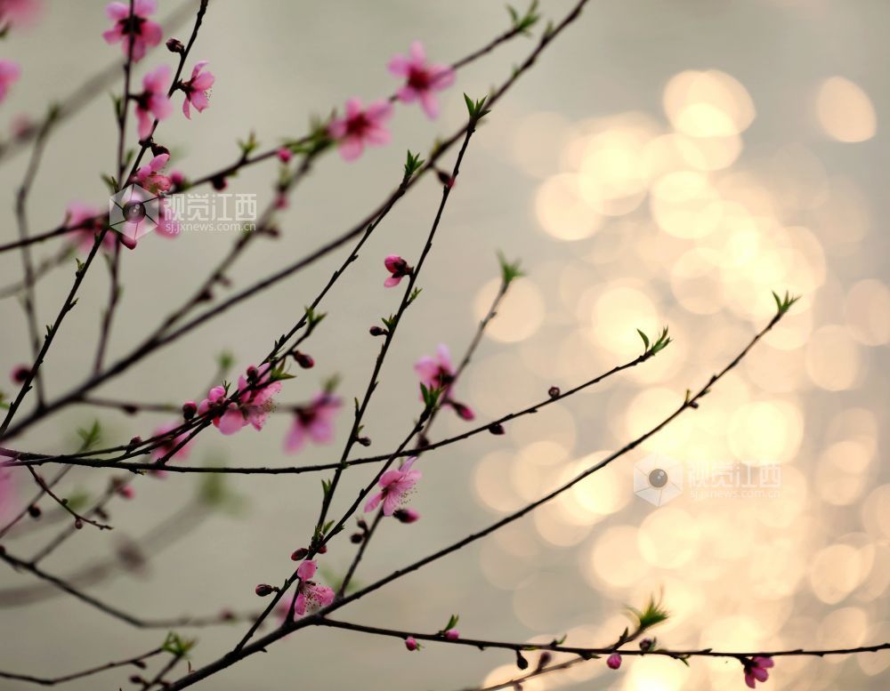 江西分宜：介溪湿地 春色宜人（图）