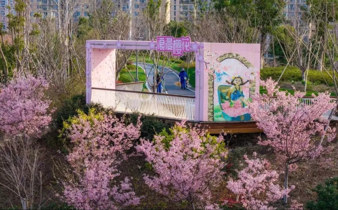 宁波的樱花美成这样了~