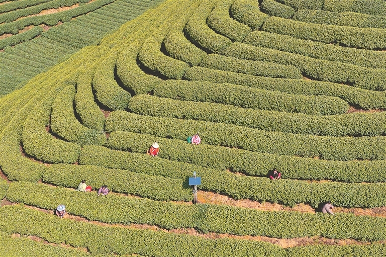 吉水县：抢抓时节采摘明前茶（图）