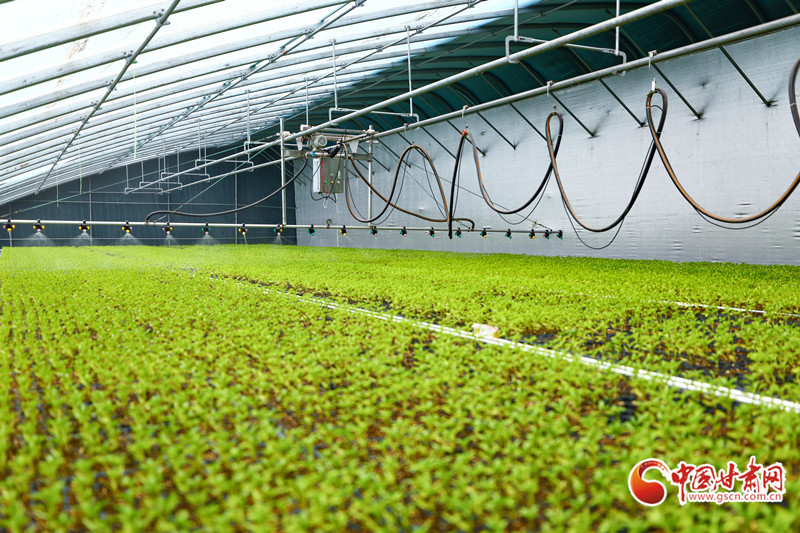 喷淋系统启动,细密如丝的水雾均匀地洒落在幼苗之上。