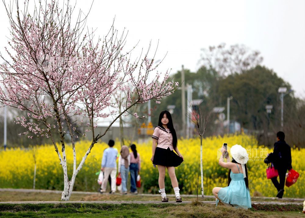 江西分宜：介溪湿地 春色宜人（图）