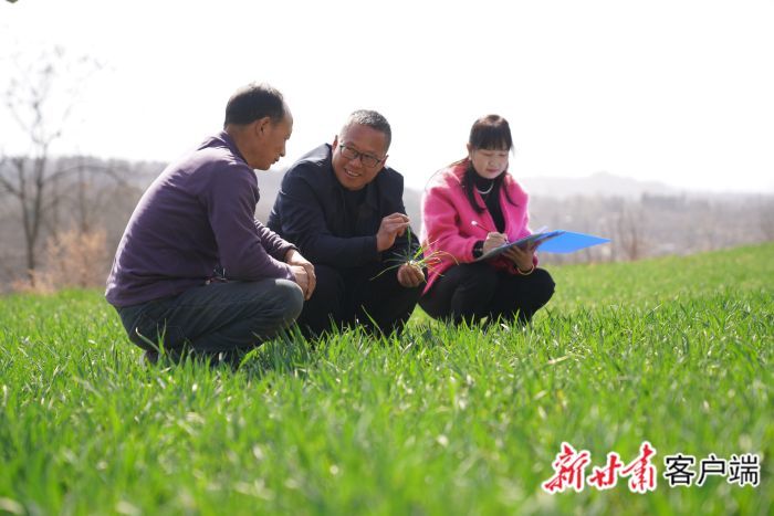 农技专家田间指导春管　图片均由新甘肃&middot;甘肃日报通讯员陈争强摄