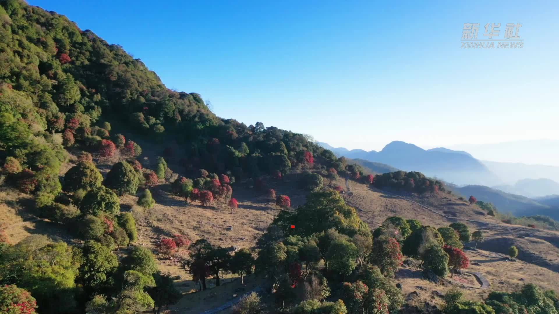 云南永德：马缨花开 春意满山间