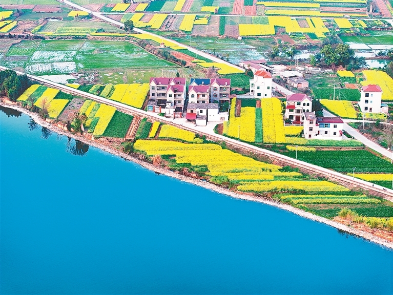 泰和县：金色田园景如画（图）