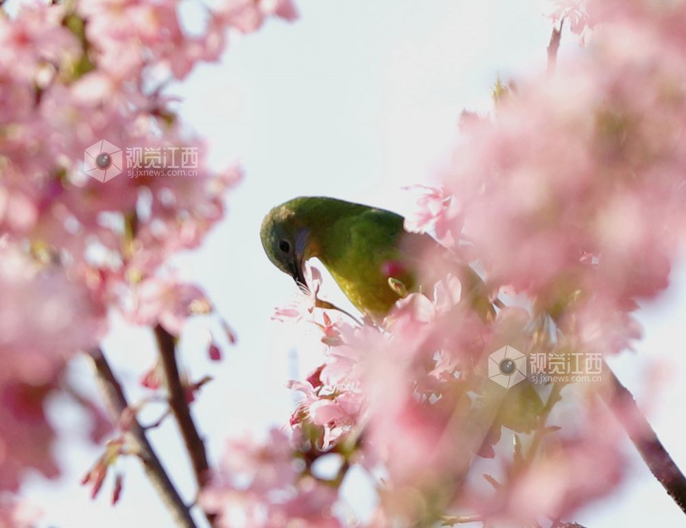 江西分宜：枝头春意浓 灵鸟花间戏（图）