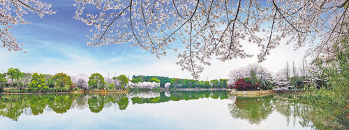 (图片来源:江西省林科院)