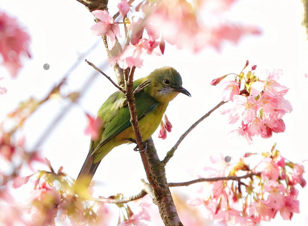 江西分宜：枝头春意浓 灵鸟花间戏（图）