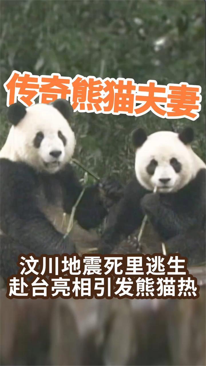 传奇熊猫夫妻，汶川地震死里逃生，赴台亮相引发熊猫热