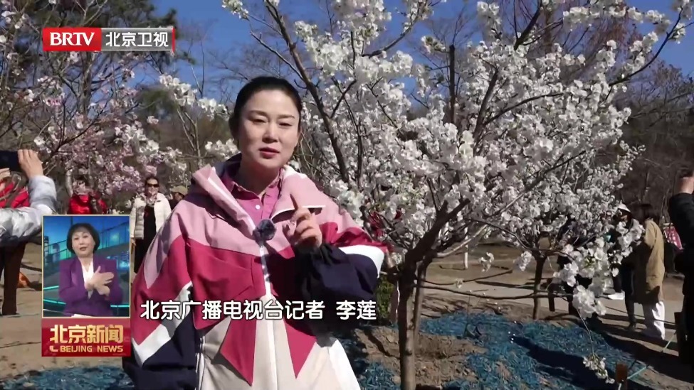 不负京华好春光丨玉渊潭第37届樱花节开幕 国内自育新品樱花亮相