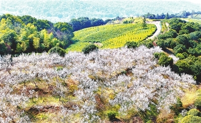 九江:醉美春日花正浓(图)