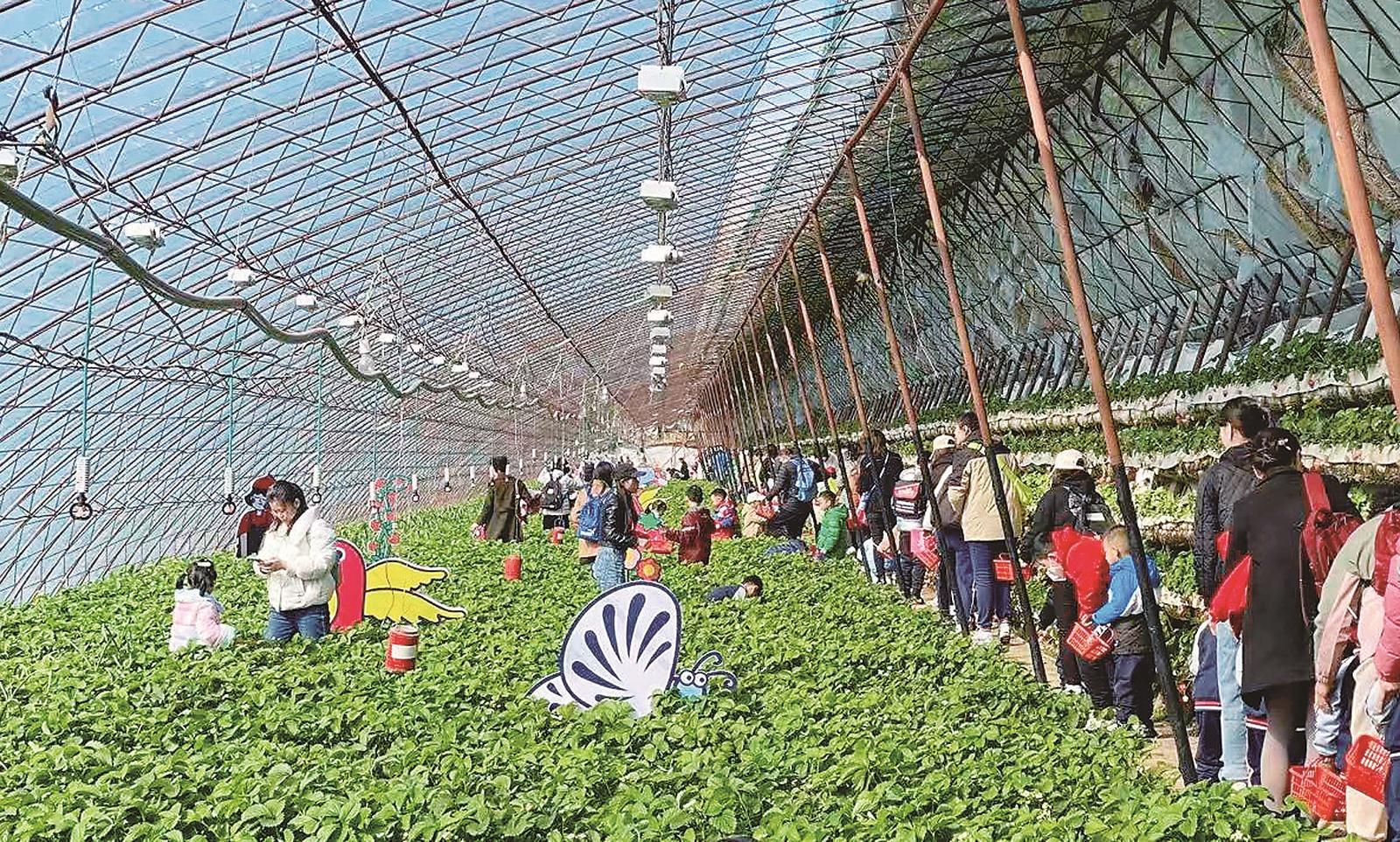 连日来，长春市双阳区奢岭街道小红帽草莓采摘园人气旺盛，香甜饱满的草莓，吸引市民前来体验采摘乐趣。