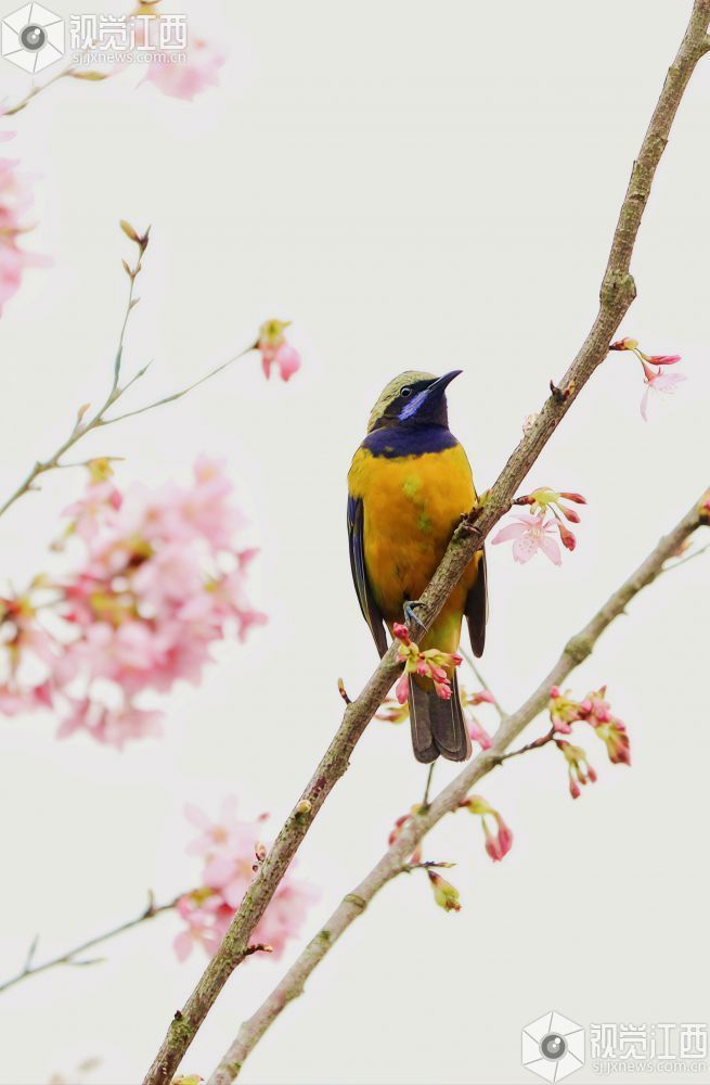 江西分宜：枝头春意浓 灵鸟花间戏（图）