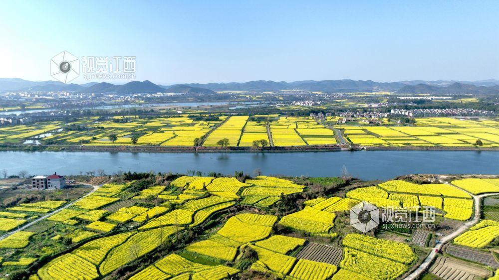 江西分宜：油菜花开 春满大地（图）