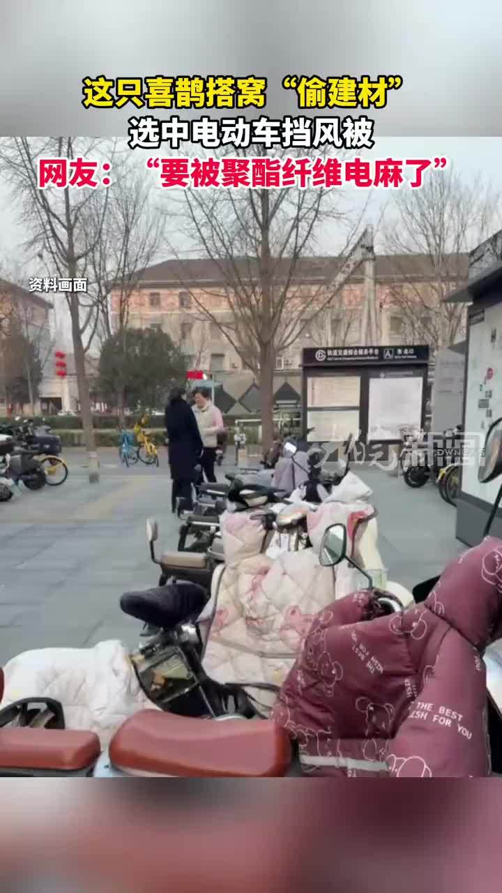 这只喜鹊搭窝“偷建材”选中电动车挡风被 网友：“要被聚酯纤维电麻了”