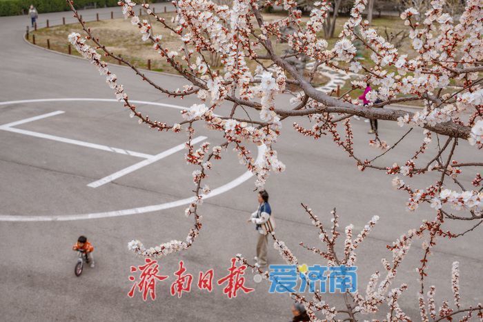 济南泉城公园：山杏花迎春绽放 市民踏青赏春正当时