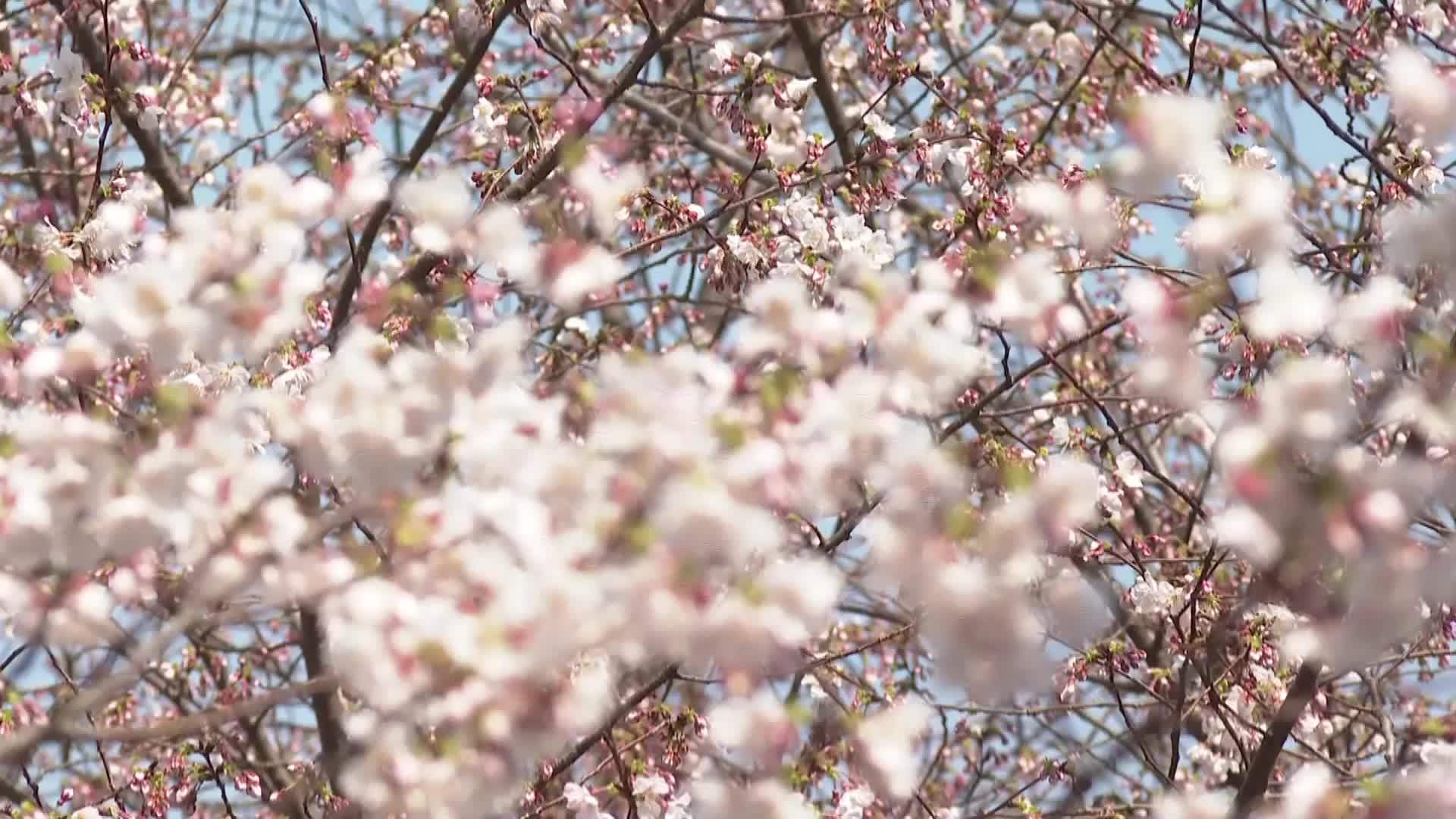 庐山方竹寺春意“闹”：樱花绽放 群鸟啁啾