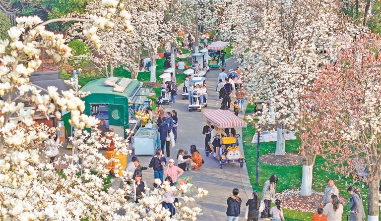 抚州：玉兰花竞相绽放（图）