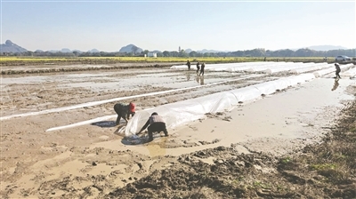 鱼塘村农户们正在水田里搭建育秧小拱棚，为早稻播种做准备。汤伟芳摄