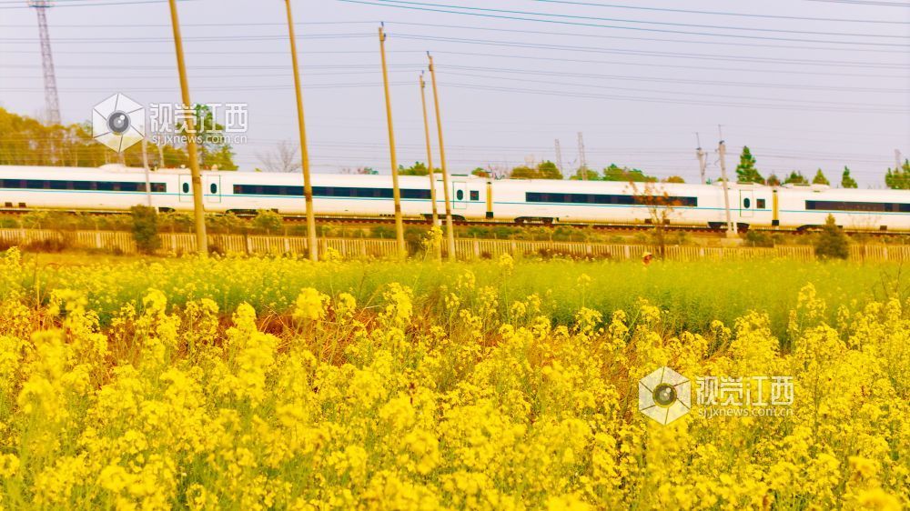 3月16日,在江西省吉安市泰和县境内,京九铁路旁百亩油菜花海金浪翻涌。