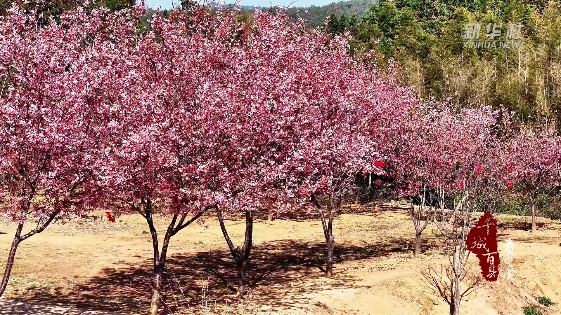 千城百县看中国·赏花季丨福建松溪：樱开如云染山乡