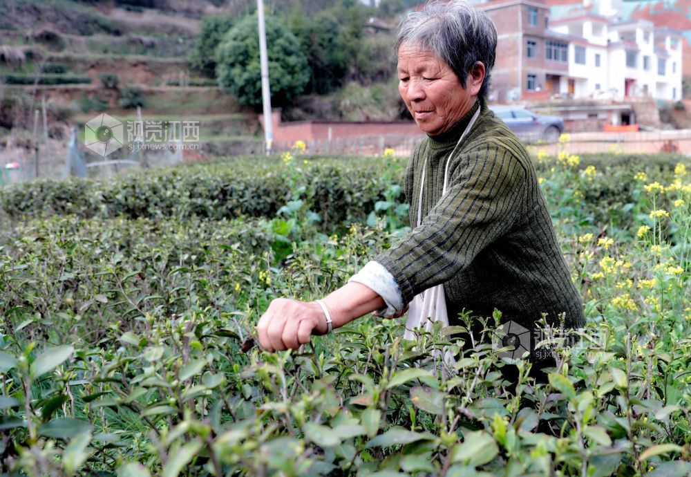 2026年3月17日，随着气温持续回升，江西省吉安市遂川县万亩茶园迎来春茶采摘季。