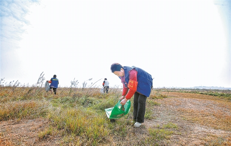 巾帼护鸟队队员一边巡湖，一边清理滩涂上的塑料瓶等垃圾。