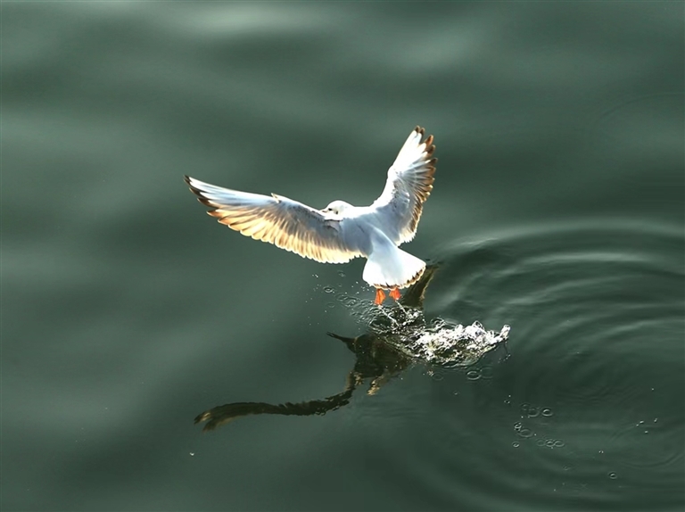 随着生态环境越来越好，淅川县成为许多鸟类的家。丹江湿地鸟类记录已从初期的100余种增至410种。资料图片