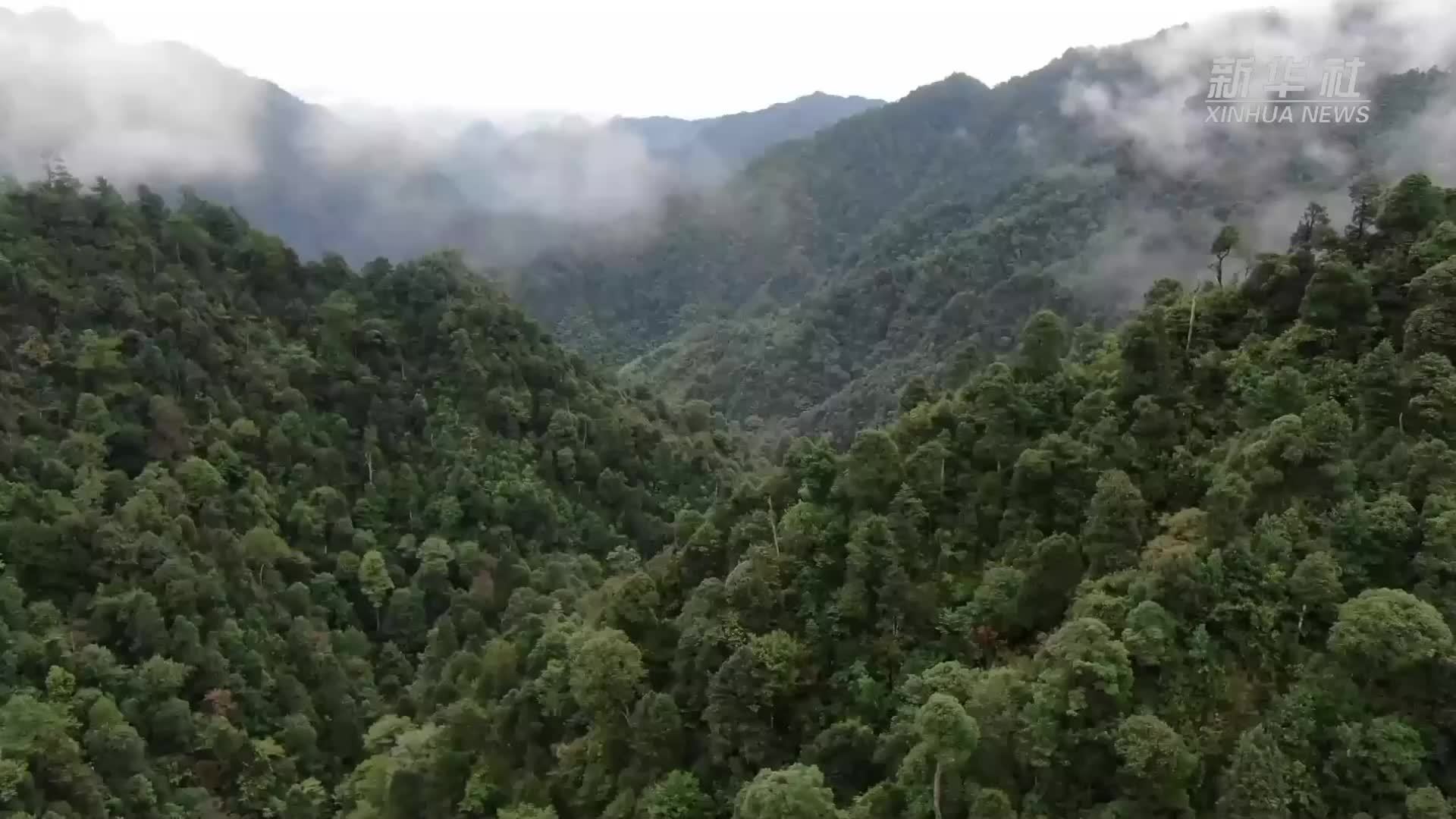 国际森林日｜南岭上的守护者