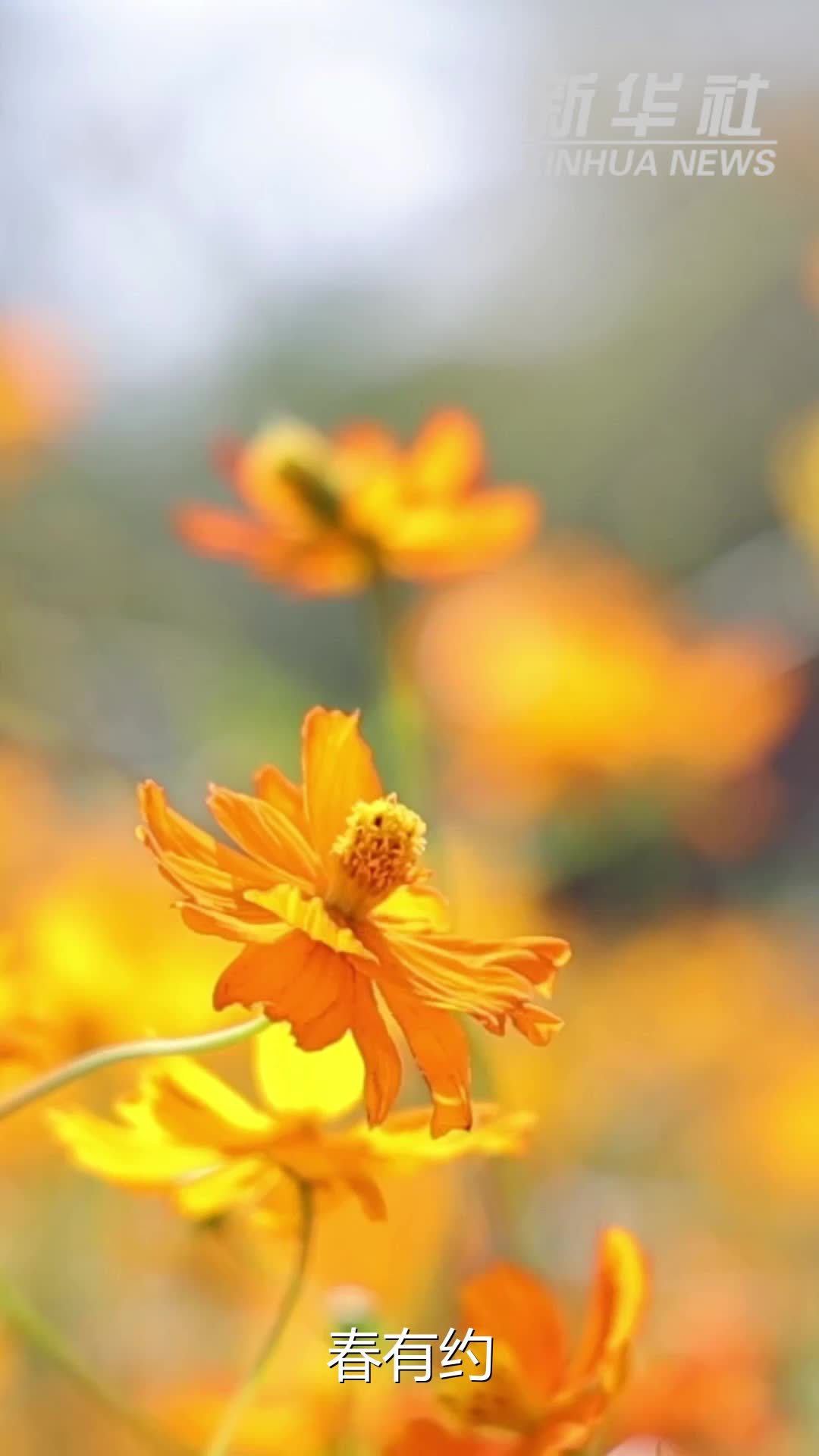 春天里的中国丨春至湿地 芳华满城