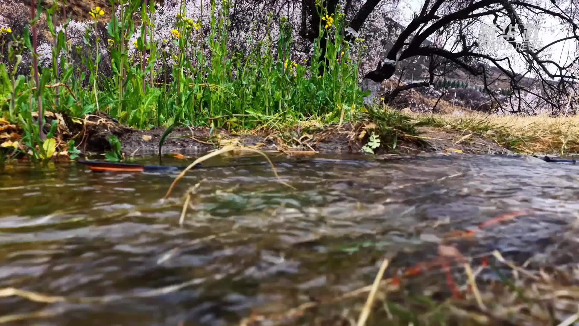 春到高原 赴一场桃花之约