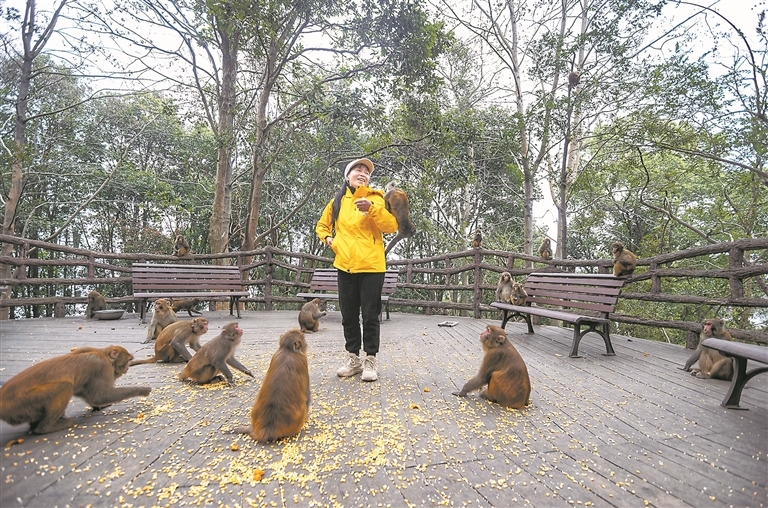 2月5日，新余市仙女湖风景名胜区龙王岛观猴台，成群的猕猴围在邱桂秋身边，享用她带来的食物。