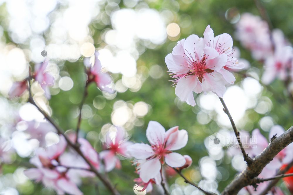 2026年3月15日,拍摄于江西省吉安市吉州区公园一角。阳光正好,桃花初绽,蜜蜂穿梭枝头,正在采撷春日第一缕甜香。