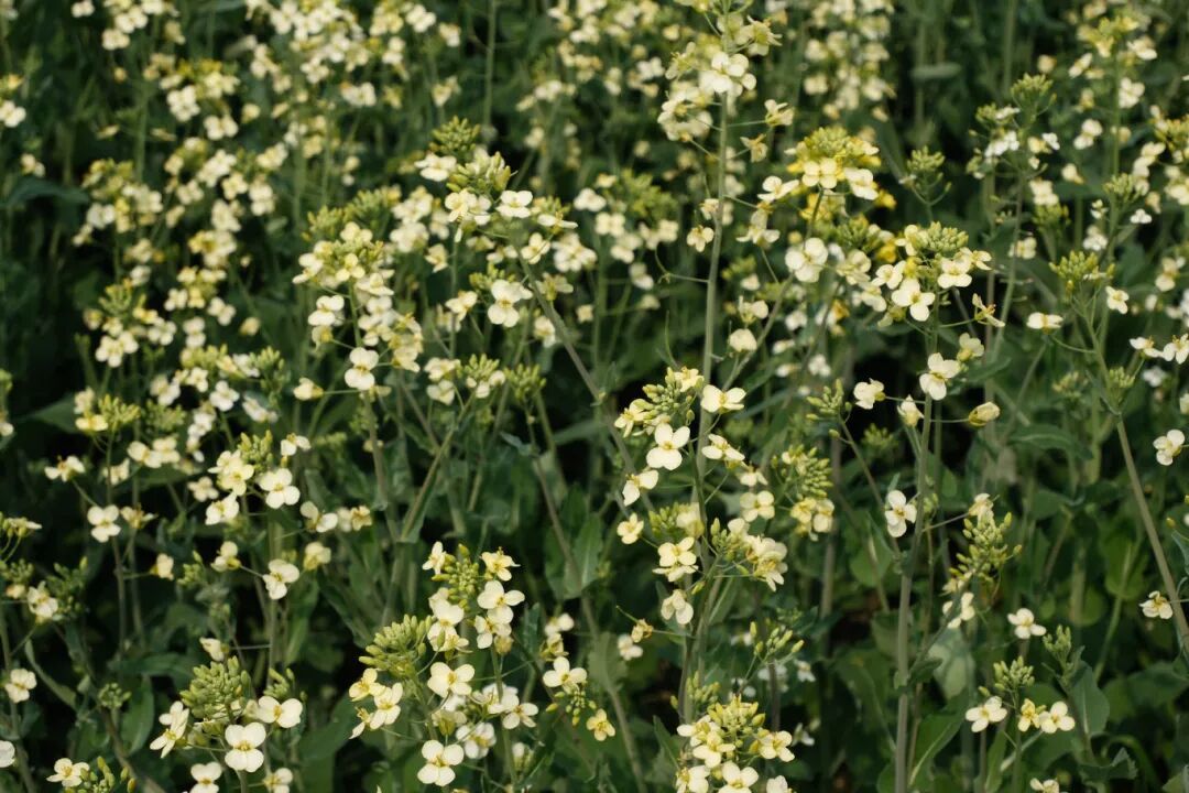 圖源：朗霞街道