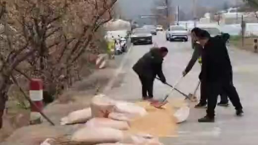 甘肃货车上玉米撒落公路　陕西周家坝村民自发帮忙　为乡亲们的热心点赞