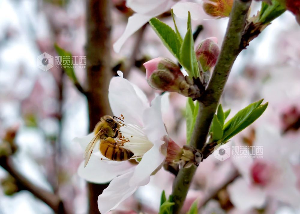 江西分宜：介溪湿地 春色宜人（图）