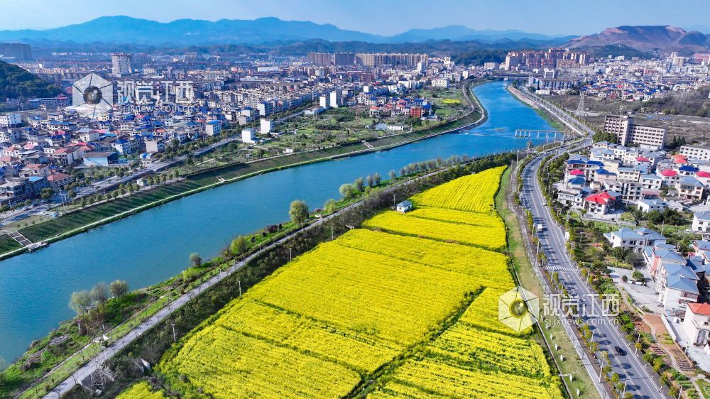江西萍乡：油菜花开乡村美（图）