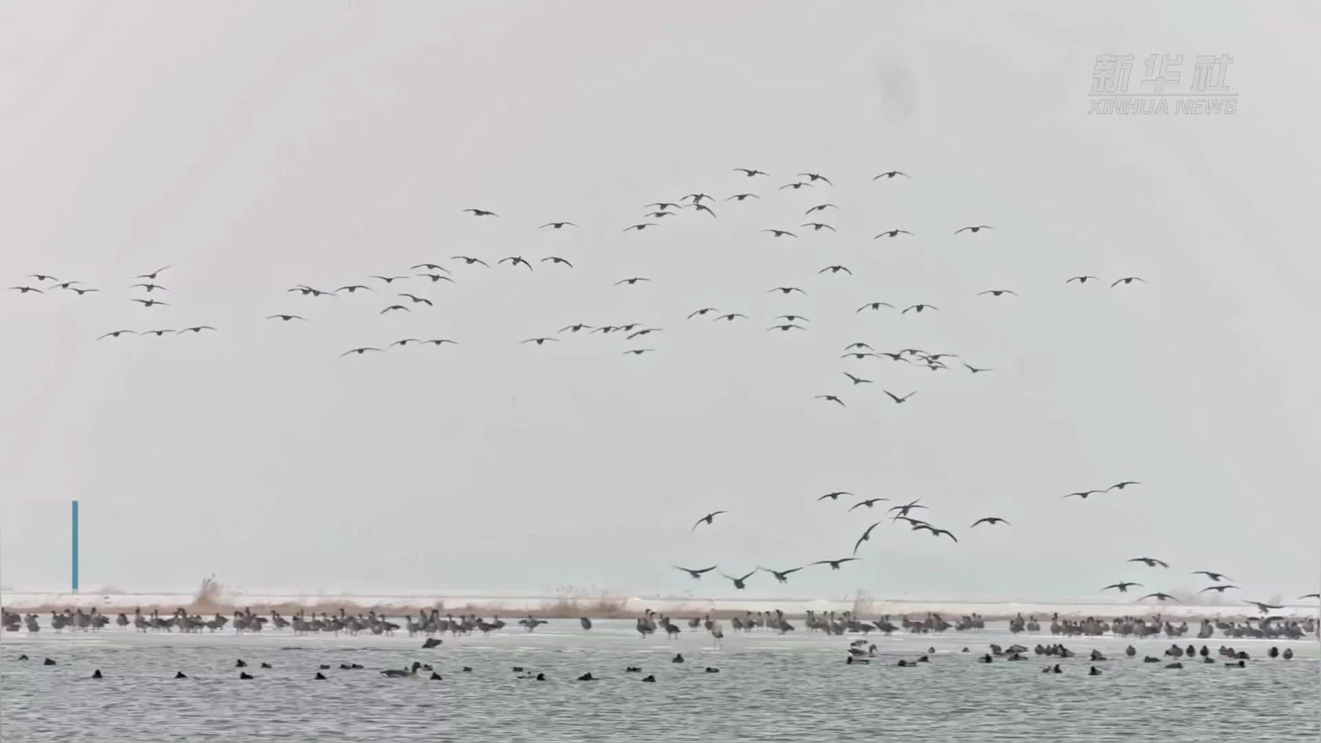 飞羽蹁跹 唤醒北国之春