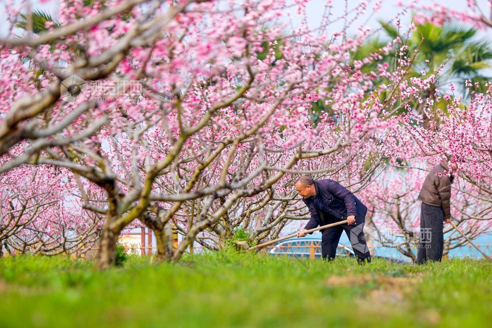 2026年3月16日，江西省吉安市峡江县金坪民族乡新民村村民在桃园劳作。