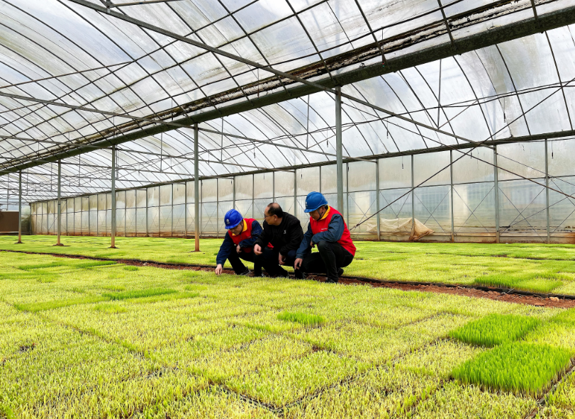 国网江西电力（安义县鼎湖）井冈先锋共产党员服务队来到江西绿能农业发展公司，了解企业春耕用电需求。（黄向群摄）