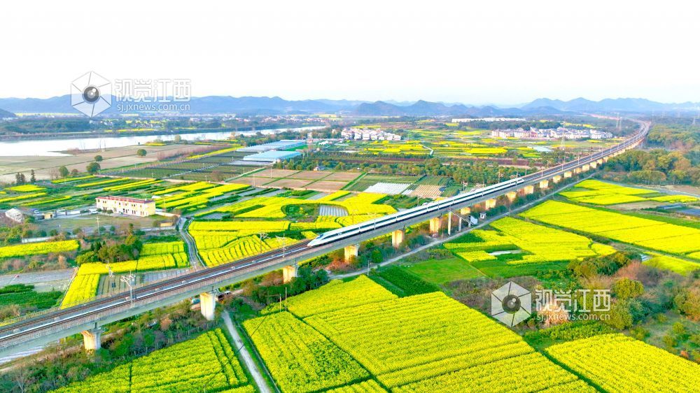 江西分宜：高铁穿行花海（图）